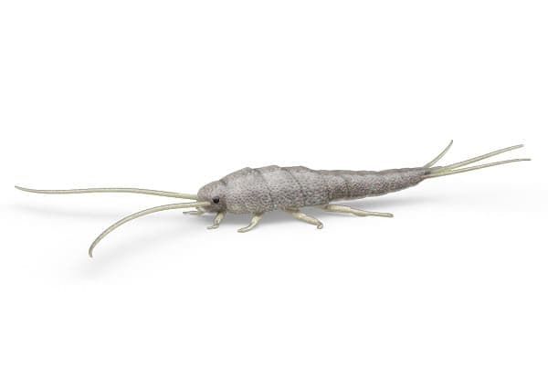 Poissons d'argent