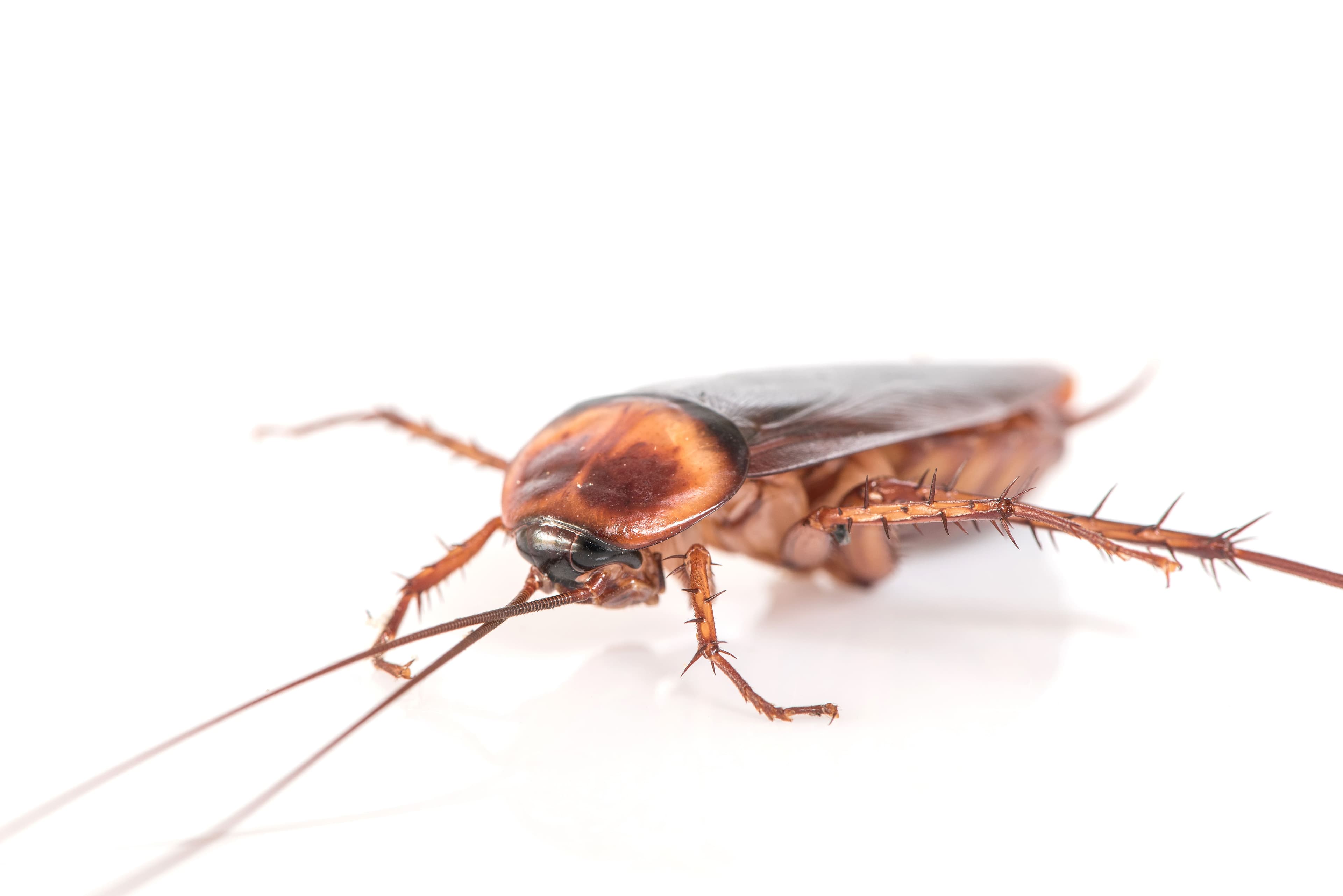 Cafards - Finish Parasite - Service de lutte antiparasitaire