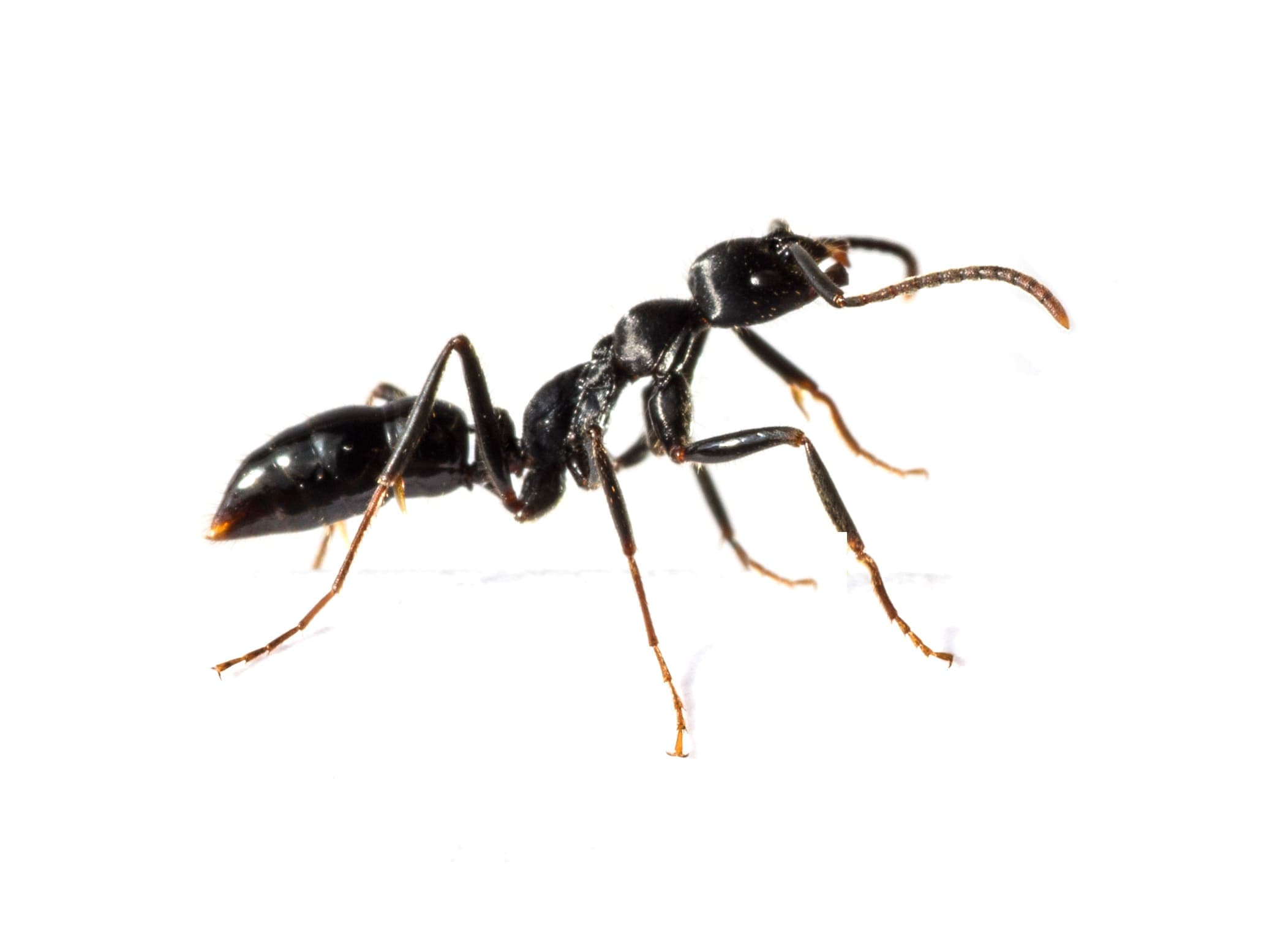 Fourmis - Finish Parasite - Service de lutte antiparasitaire