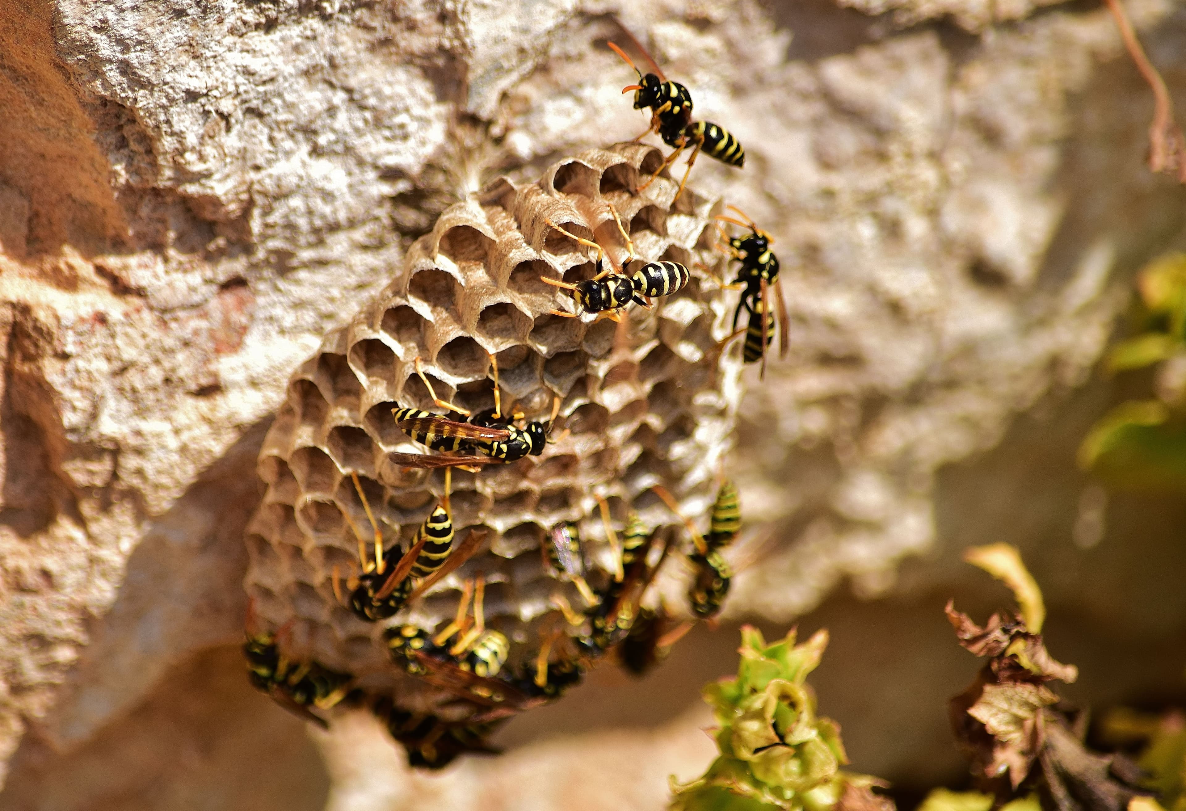 Insectes volants - Finish Parasite - Service de lutte antiparasitaire