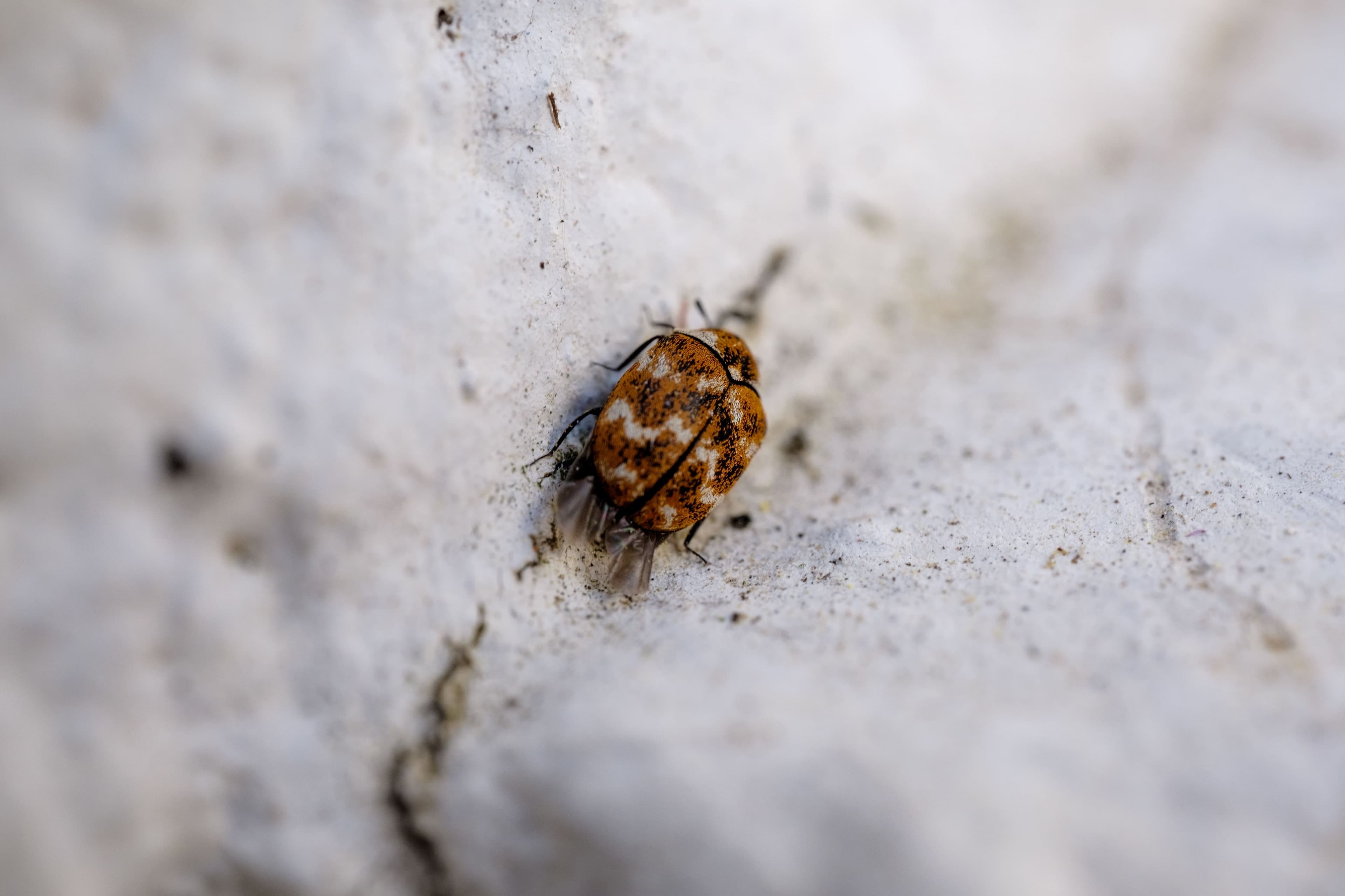 Punaises de lit - Finish Parasite - Service de lutte antiparasitaire