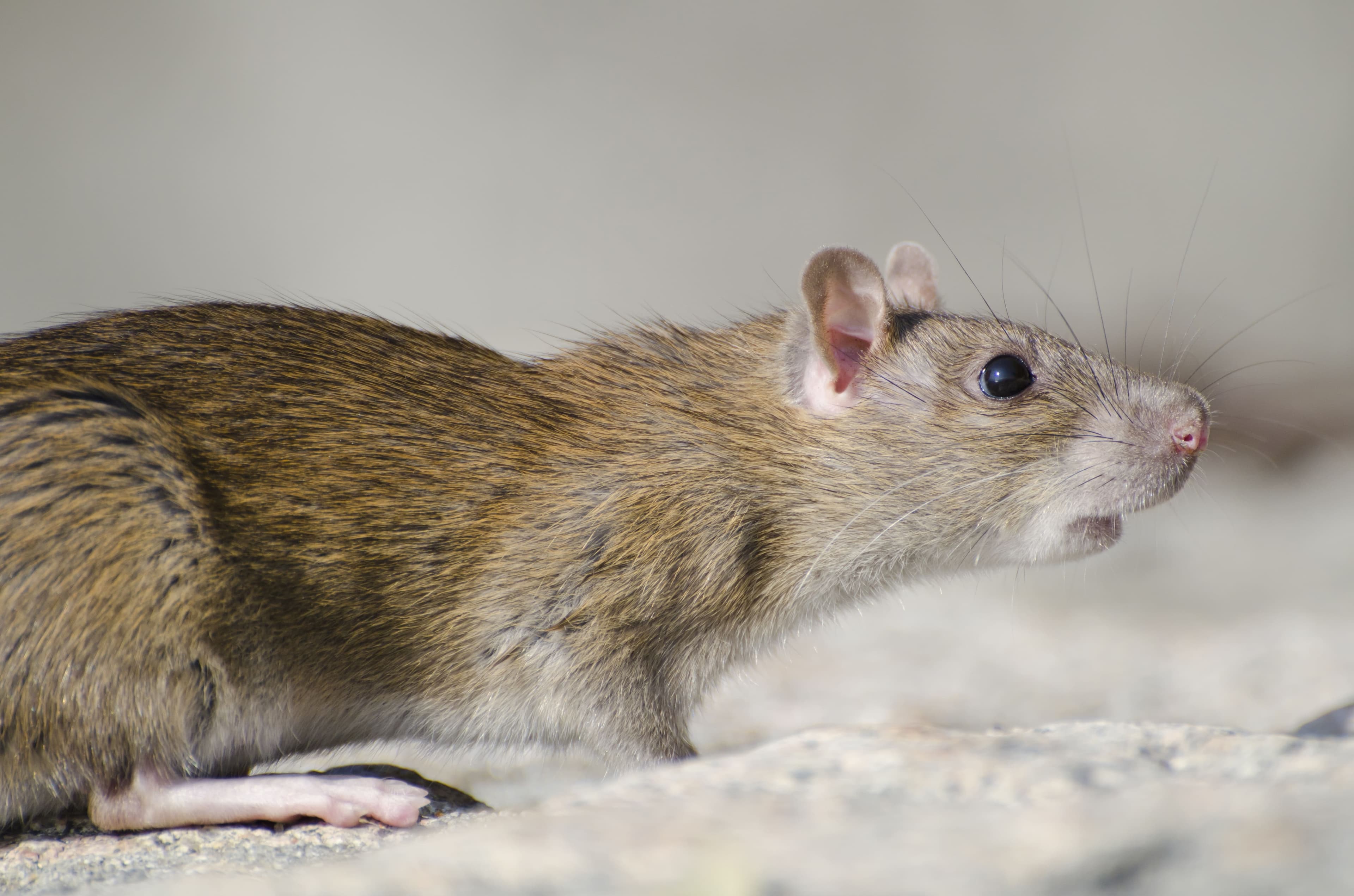 Rongeurs - Finish Parasite - Service de lutte antiparasitaire
